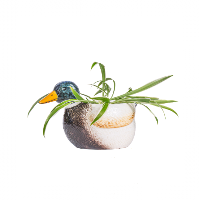 Mallard duck planter with spider plant indoors