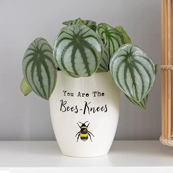 "You Are The Bees-Knees" Planter